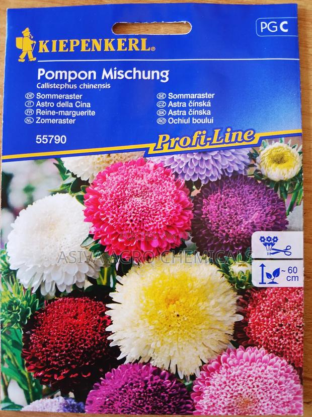 China Aster