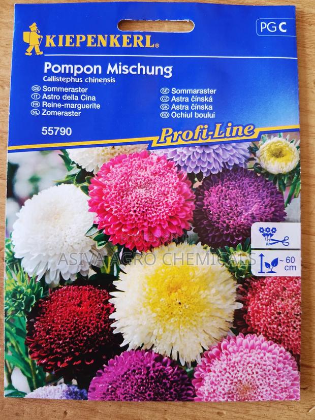 China Aster photo 2