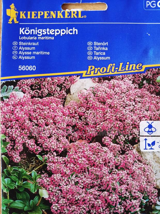 Alyssum/ Sweet Alison Flower Seeds photo 2