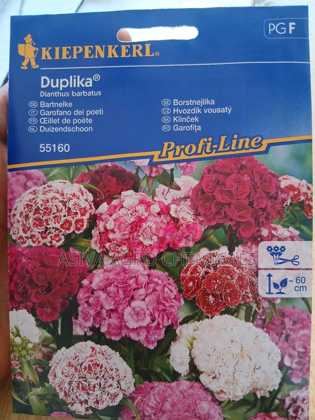 Dianthus Barbatus/ Sweet William Flower Seeds photo 2