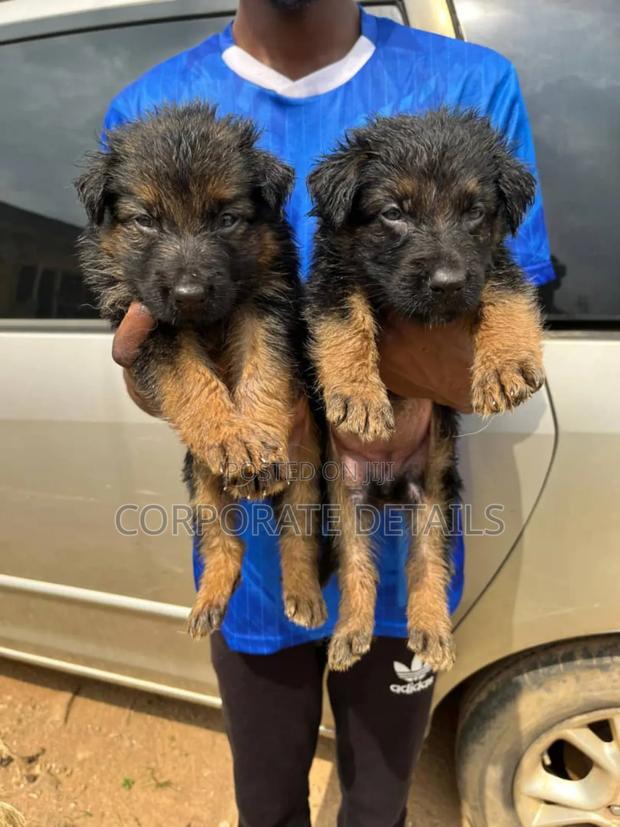 1-3 months Female Purebred German Shepherd · Photo 3