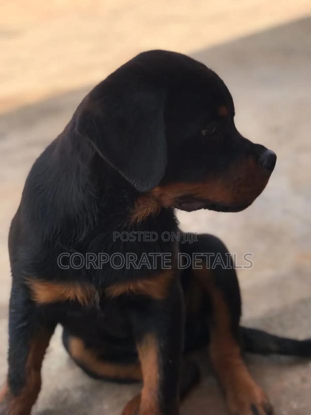 1-3 months Female Purebred Rottweiler · Photo 3