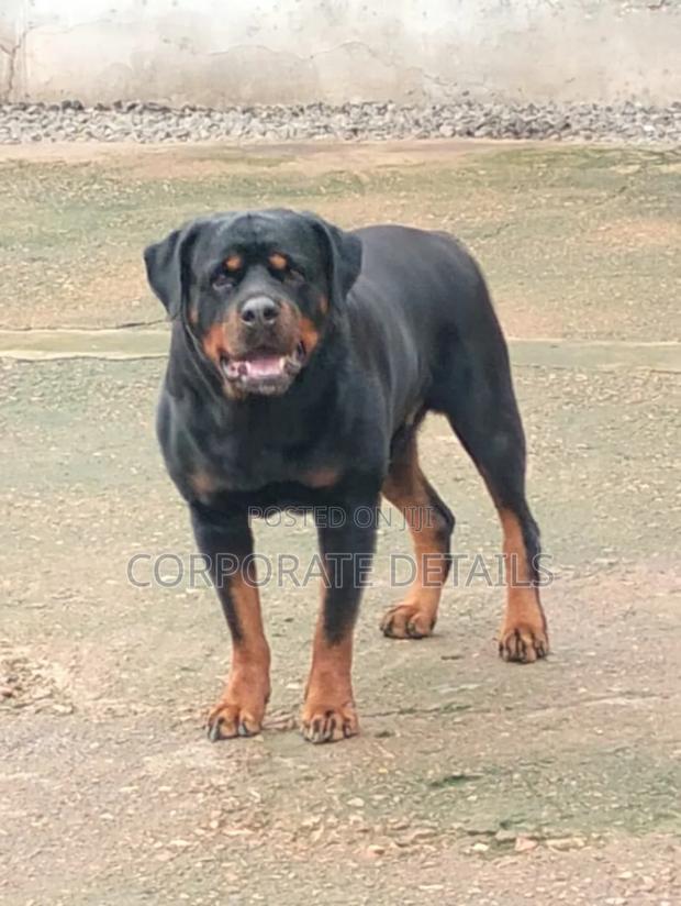1+ year Female Purebred Rottweiler · Photo 2