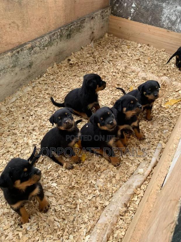 1+ year Female Purebred Rottweiler · Photo 3