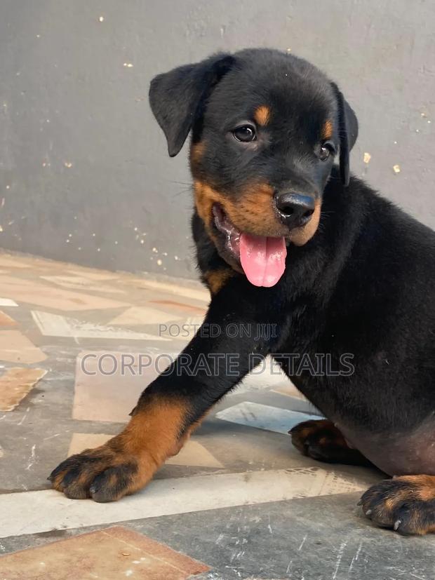 1-3 months Female Purebred Rottweiler · Photo 2