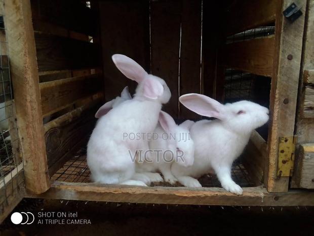 Mandrake Rabbit Farm · Photo 4
