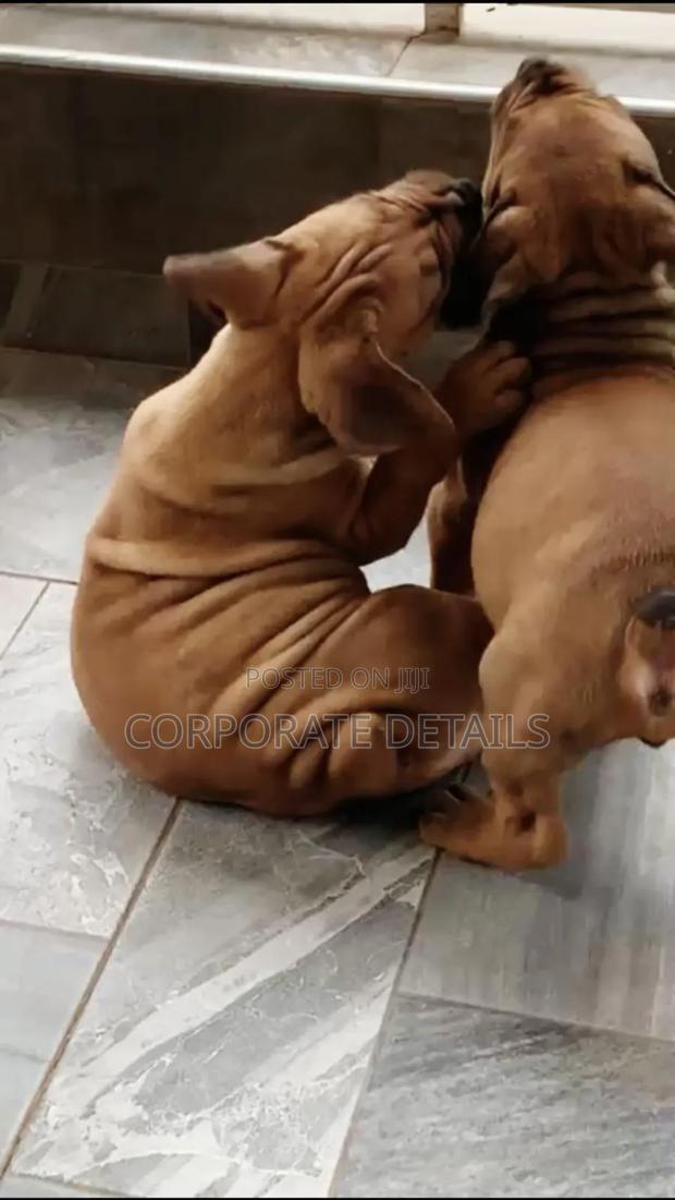 1-3 months Female Purebred Boerboel · Photo 2
