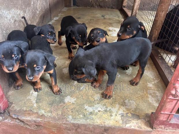 1-3 months Female Purebred Rottweiler · Photo 2
