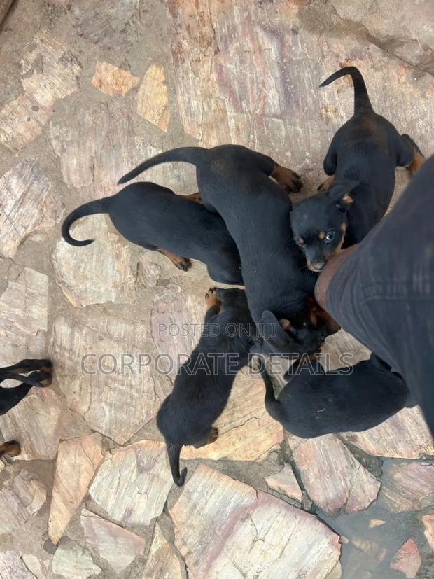 1-3 months Female Purebred Rottweiler · Photo 3