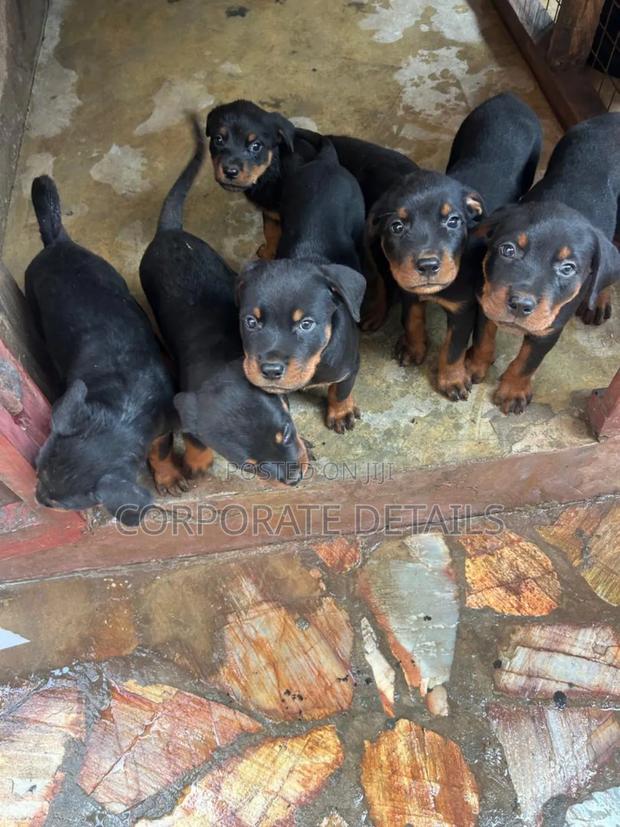 1-3 months Female Purebred Rottweiler · Photo 2