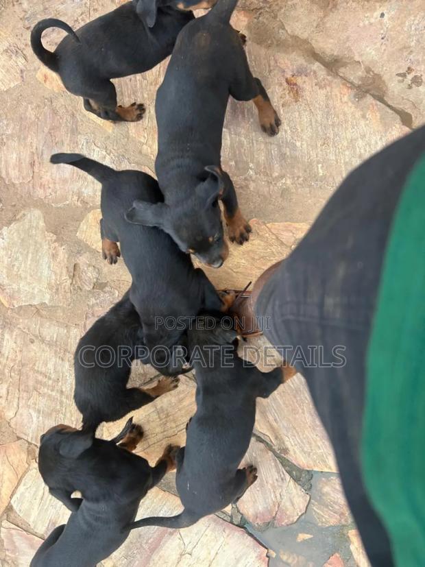 1-3 months Female Purebred Rottweiler · Photo 3