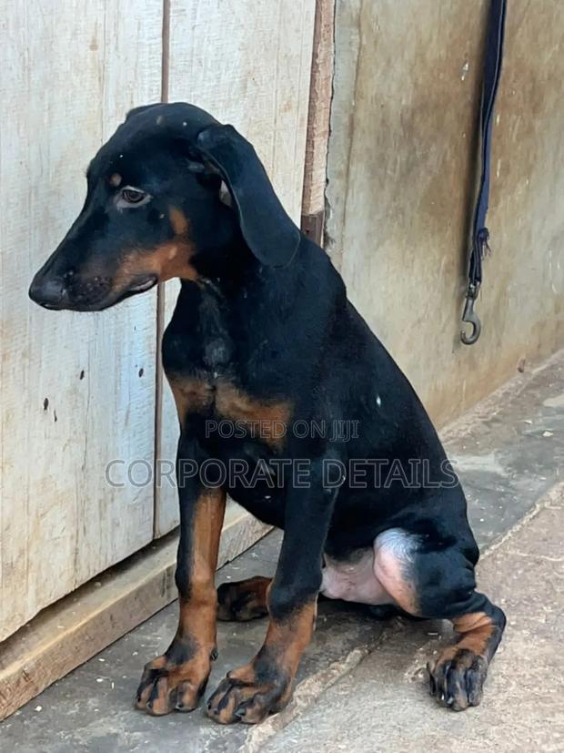 6-12 months Male Purebred Doberman Pinscher · Photo 2