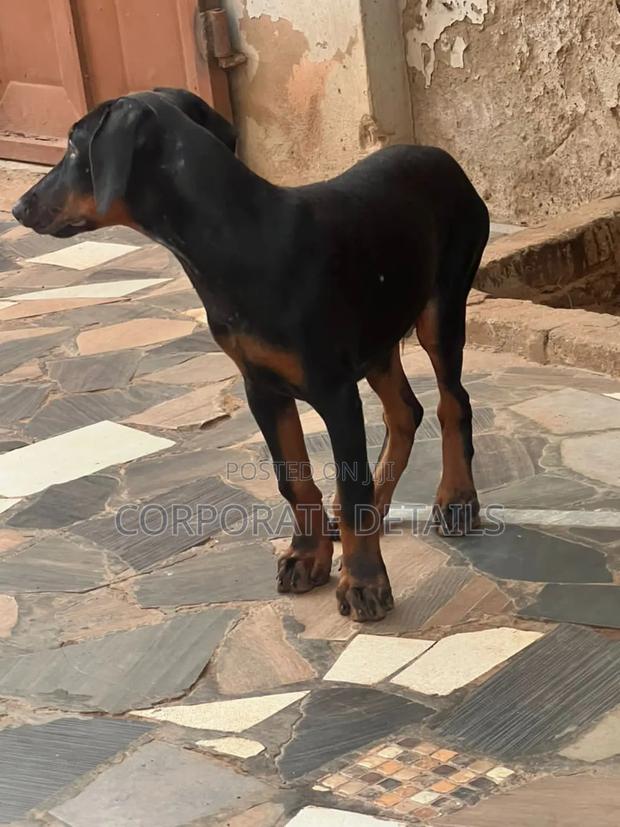 6-12 months Male Purebred Doberman Pinscher · Photo 3