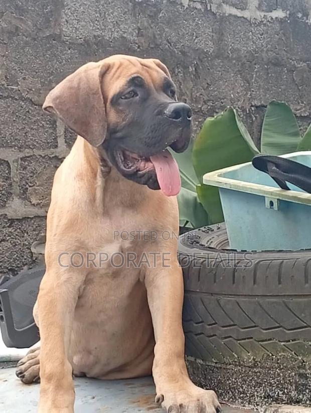 1-3 months Female Purebred Boerboel · Photo 2