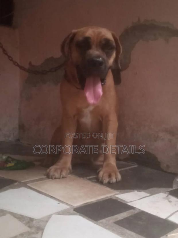 1-3 months Female Purebred Boerboel · Photo 3