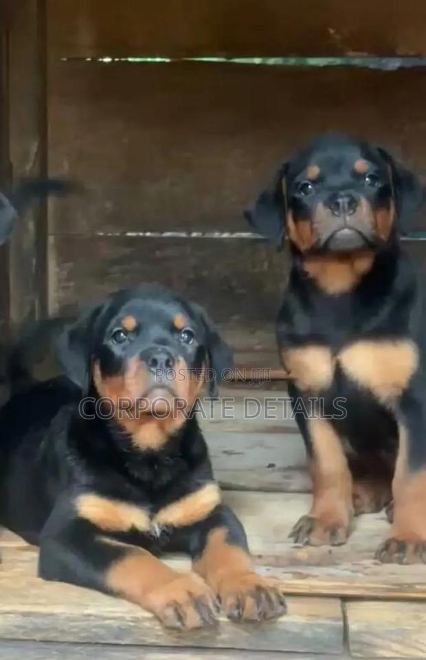 3-6 months Female Purebred Rottweiler · Photo 2