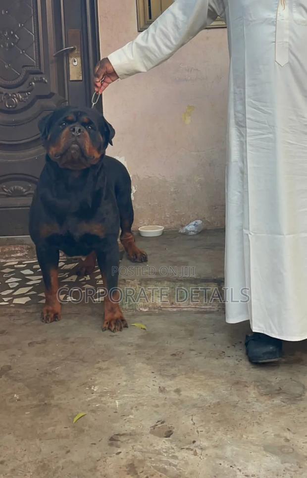 3-6 months Female Purebred Rottweiler · Photo 3