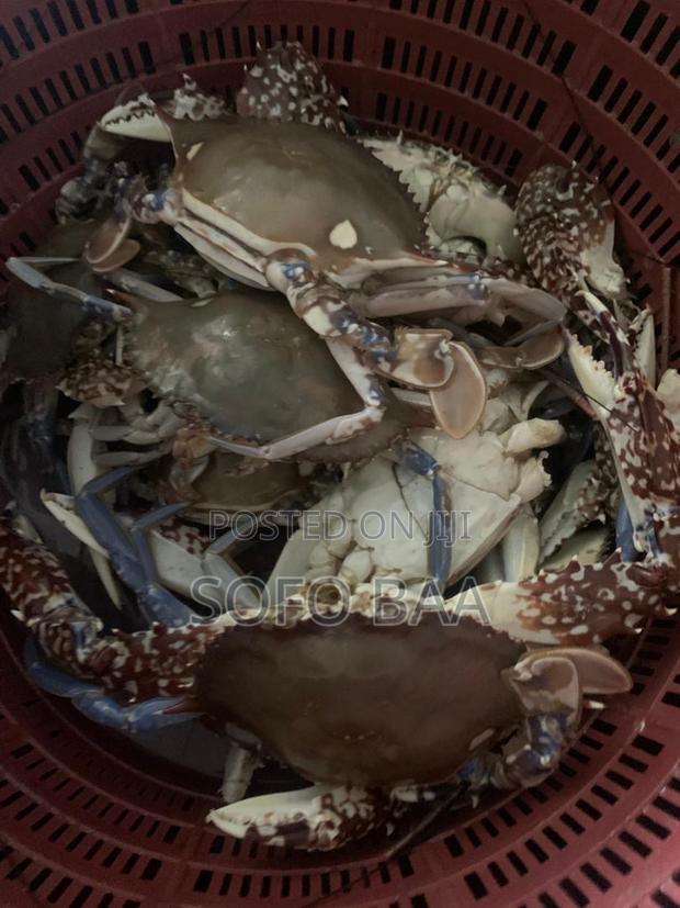 Seafood for Sale/Price Per Kilo photo 5