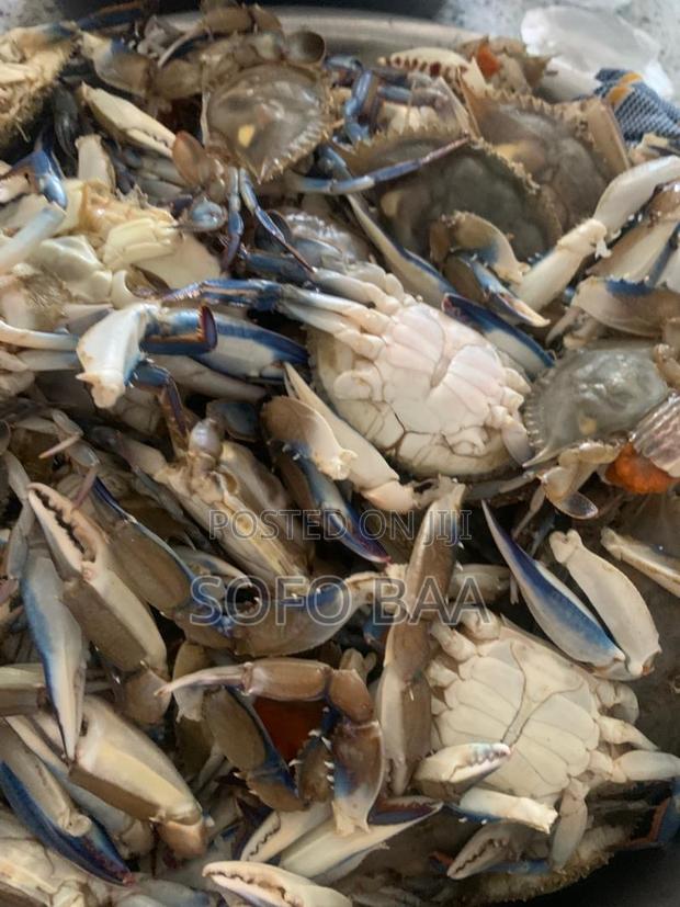 Seafood for Sale/Price Per Kilo photo 6