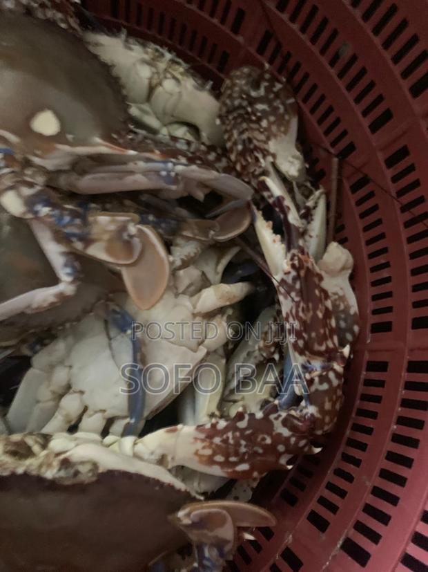 Seafood for Sale/Price Per Kilo photo 7