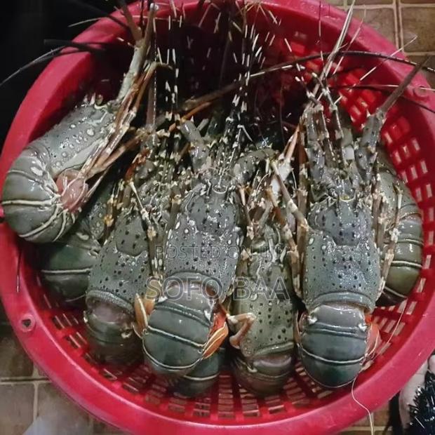 Seafood for Sale/Price Per Kilo photo 8