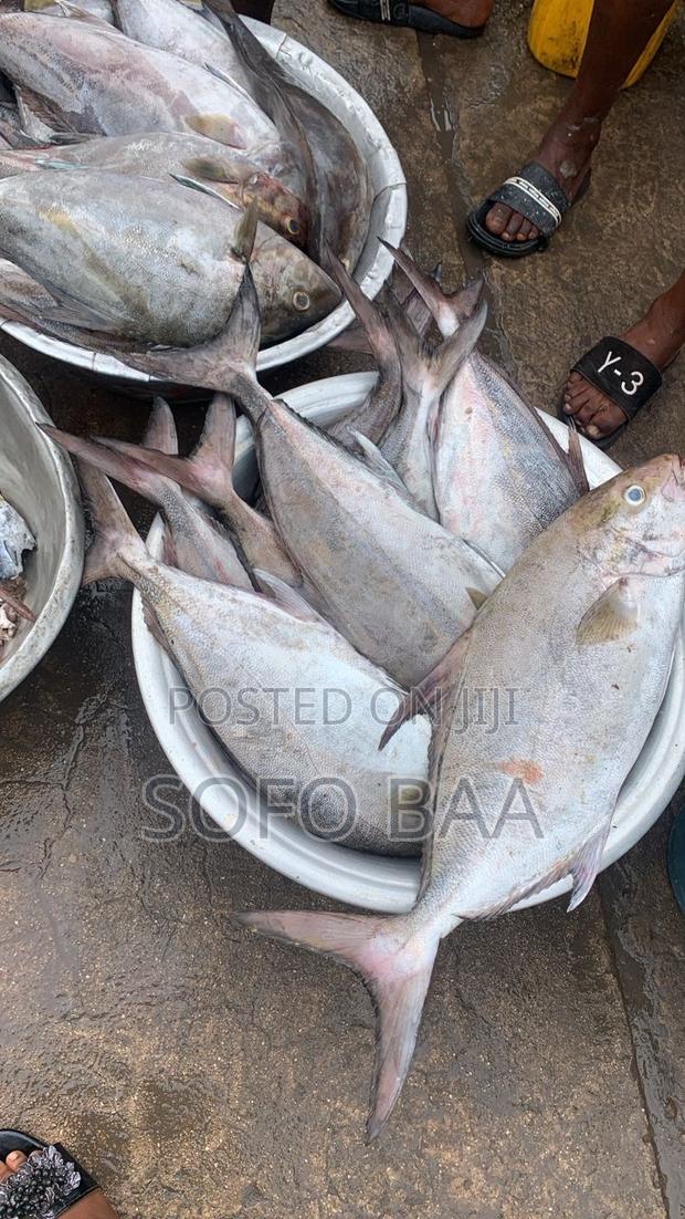 Seafood for Sale/Price Per Kilo photo 9