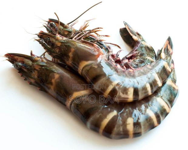 Seafood for Sale/Price Per Kilo photo 13
