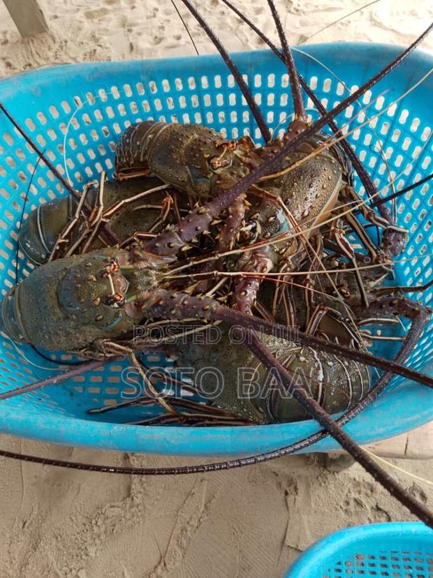 Seafood for Sale/Price Per Kilo photo 2