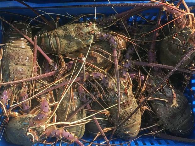 Seafood for Sale/Price Per Kilo photo 3