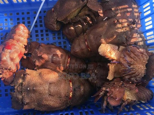 Seafood for Sale/Price Per Kilo photo 12