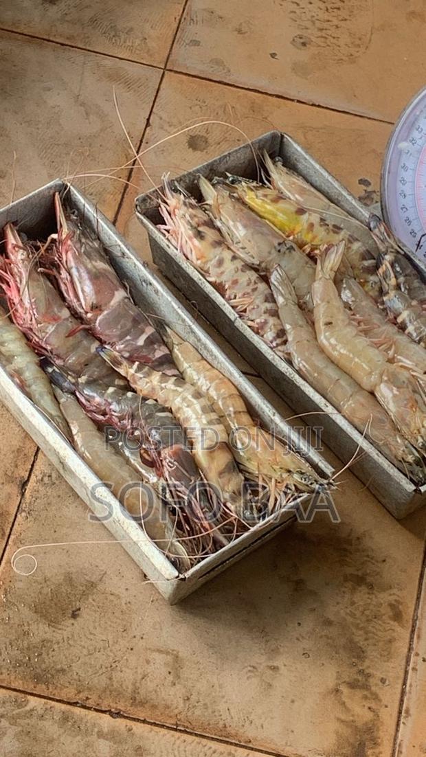 Seafood for Sale/Price Per Kilo photo 11