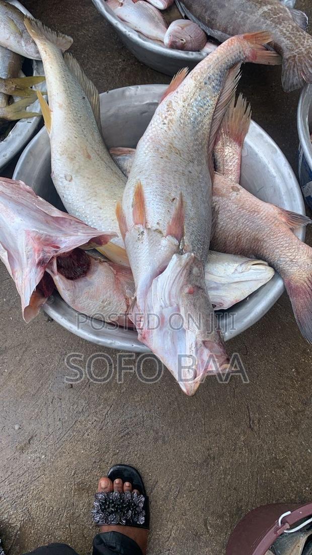 Seafood for Sale/Price Per Kilo photo 14