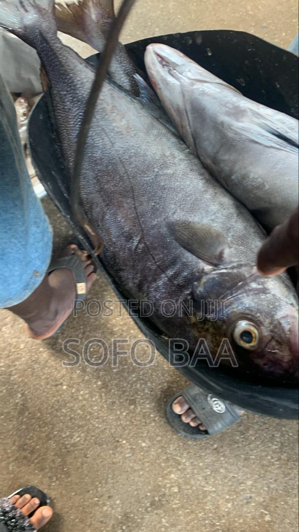 Seafood for Sale/Price Per Kilo photo 4