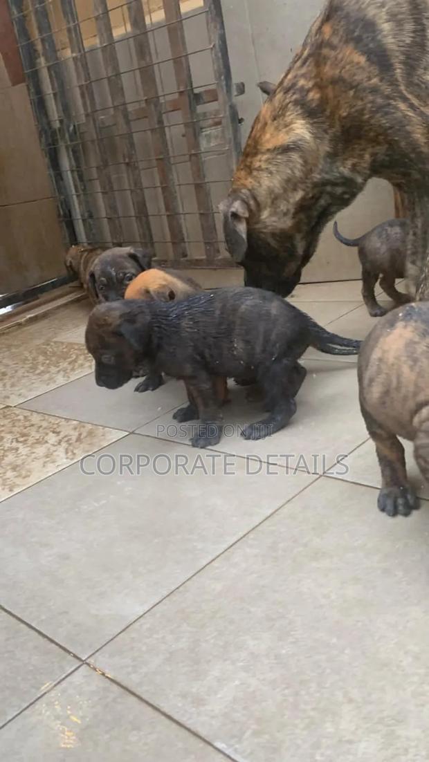 1-3 months Female Purebred Boerboel · Photo 2