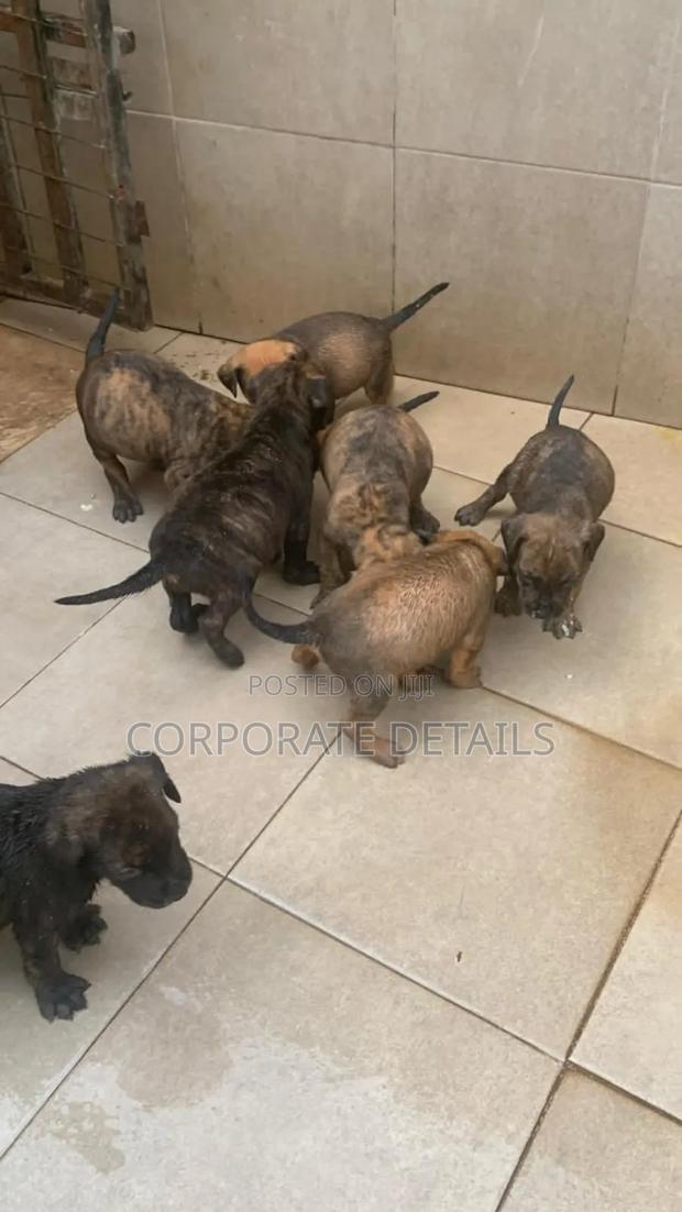 1-3 months Female Purebred Boerboel · Photo 3