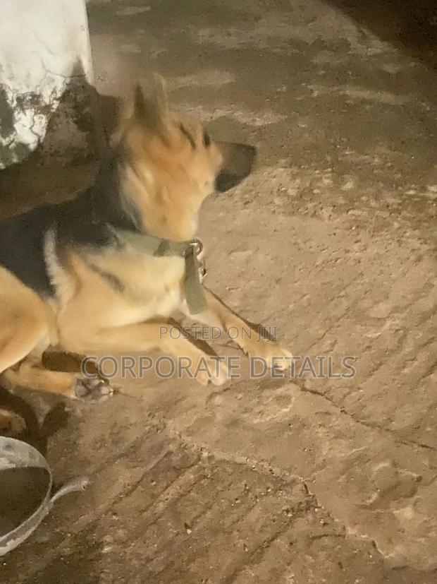 3-6 months Female Purebred German Shepherd · Photo 2