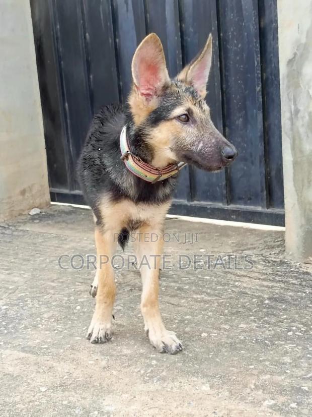 3-6 months Female Purebred German Shepherd · Photo 3