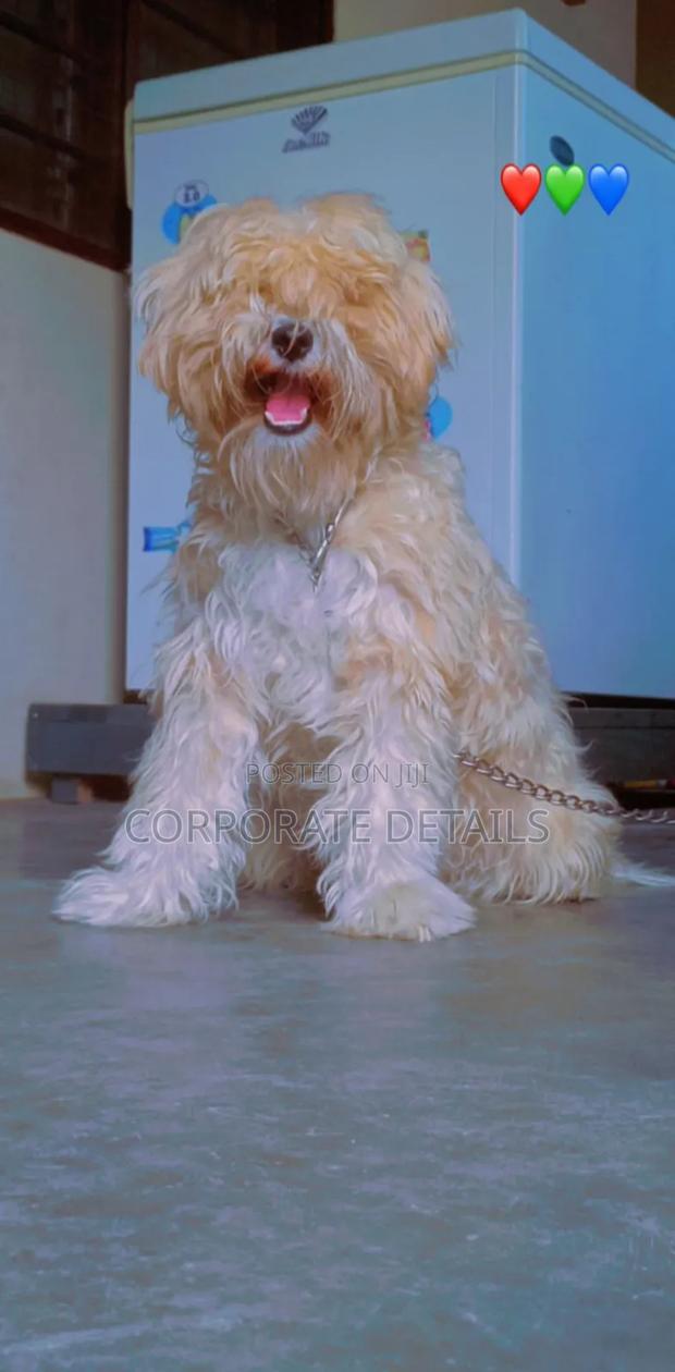 1-3 months Female Purebred Maltese · Photo 2