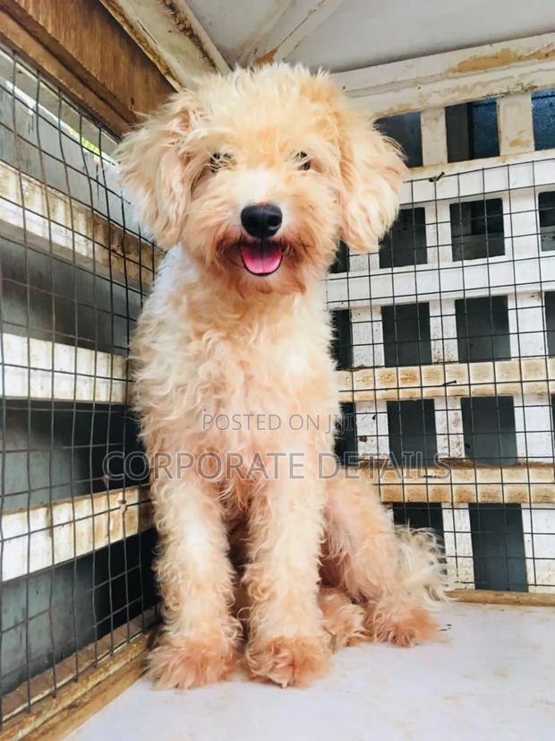 1-3 months Female Purebred Maltese · Photo 3