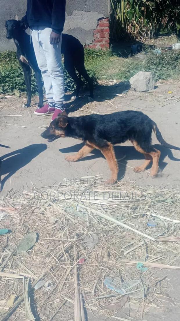 6-12 months Female Purebred German Shepherd · Photo 3
