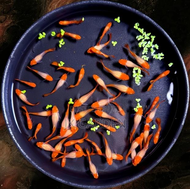 Beautiful Guppy Fish (Top Red With Lucky) photo 2