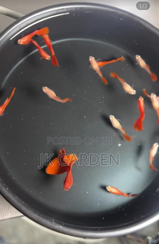 Beautiful Guppy Fish (Full Red) photo 2