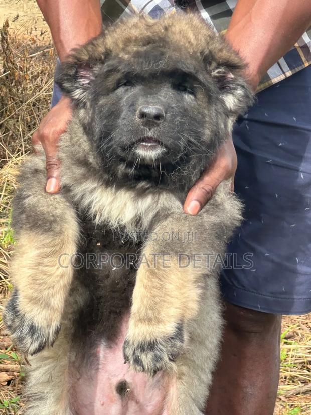 1-3 months Female Purebred Caucasian Shepherd · Photo 2