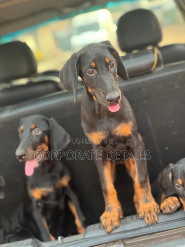 6-12 months Female Purebred Doberman Pinscher · Photo 2