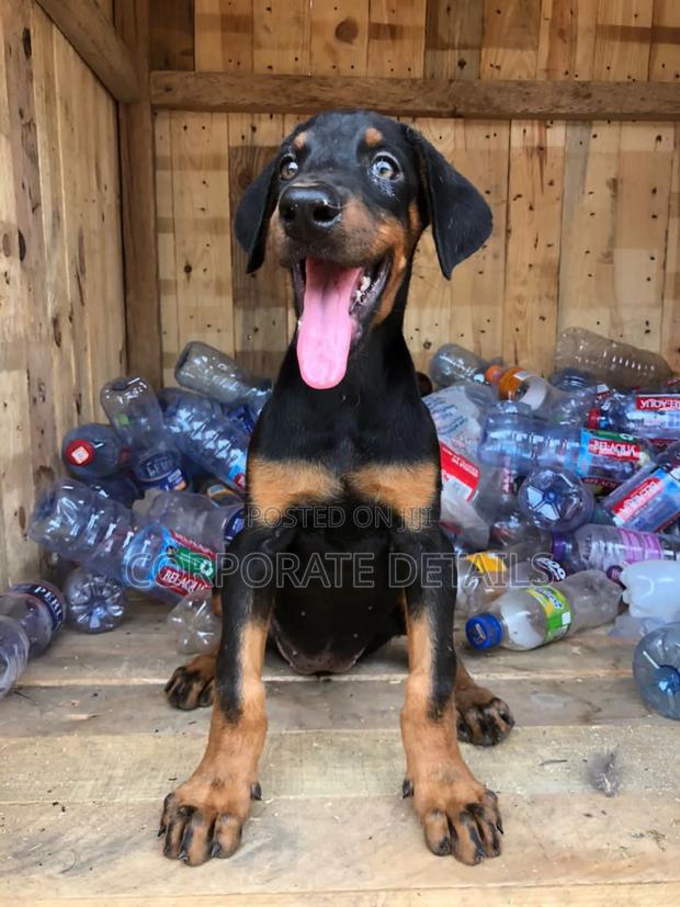 6-12 months Female Purebred Doberman Pinscher · Photo 3