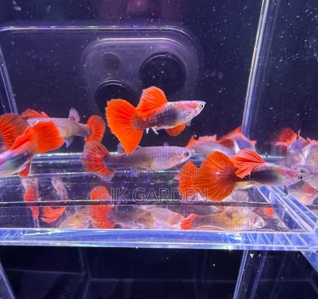 Beautiful Guppy Fish (Brazilian Fan) photo 2