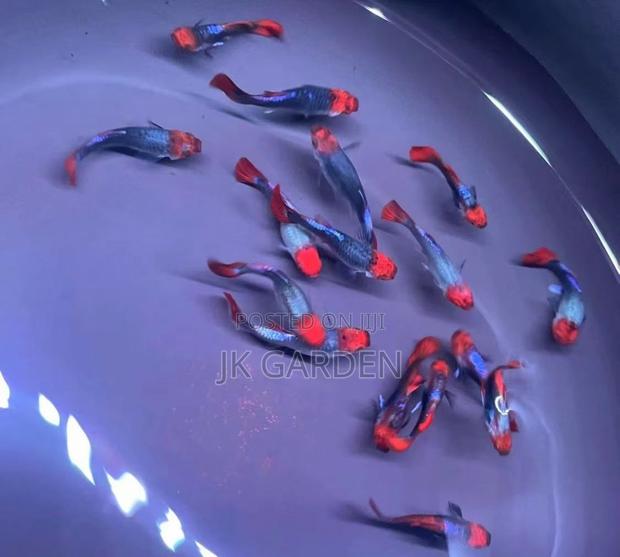 Beautiful Guppy Fish (Blue Noble) photo 2