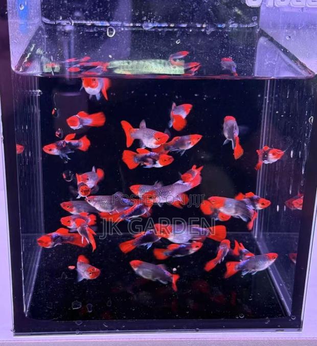 Beautiful Guppy Fish (Blue Noble) photo 3