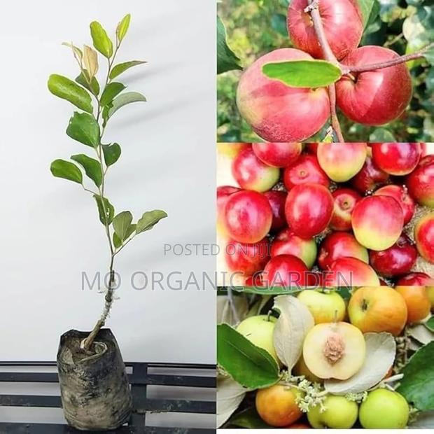 Thai Jujube Seedlings Plant– Sweet Fruit Tree