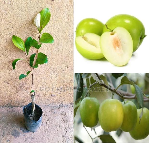 Thai Jujube Seedlings Plant– Sweet Fruit Tree photo 2